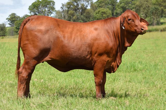 Bryvonlea Princess 2415 (PP)